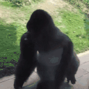 monkeySpin