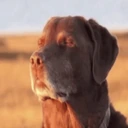 Dog emote
