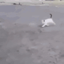 CatOuch animated emote