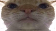 STARE emote