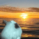 PoroSunset emote