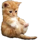 Cat emote