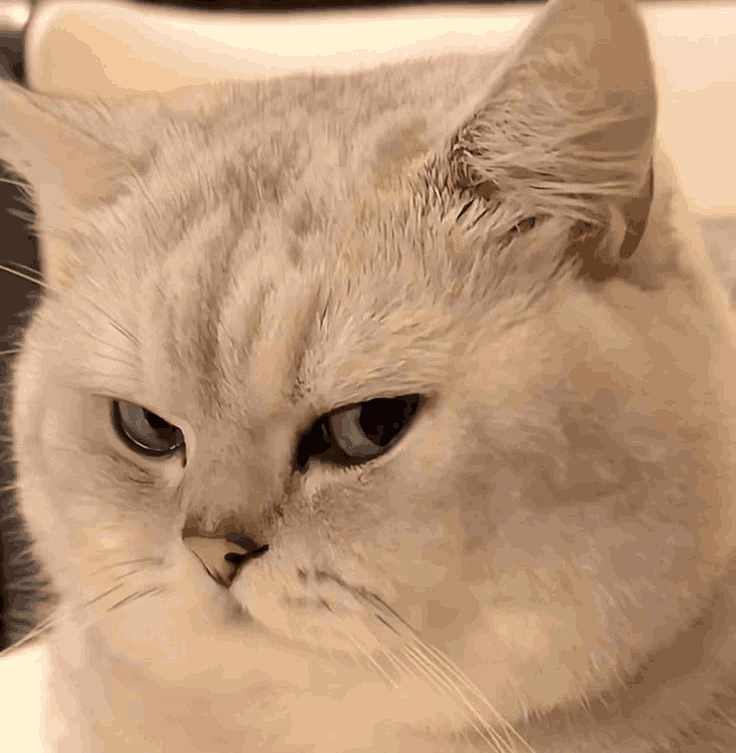 SideeyeCat emote