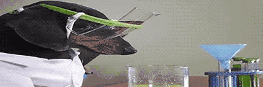 DogLookingSussyAndSciency animated emote