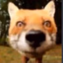 fox_stare emote