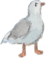 seagullMad emote