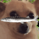 awkdippedinjoel animated emote