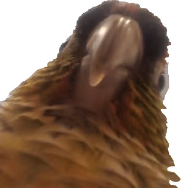 conure emote