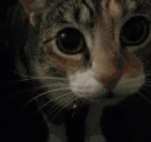 oye emote