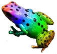 ranbowfrog emote