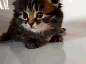ShowMe animated emote