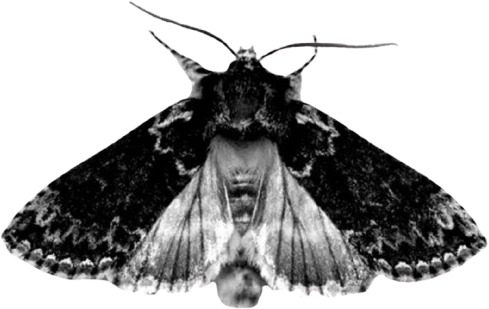 goth_moth emote