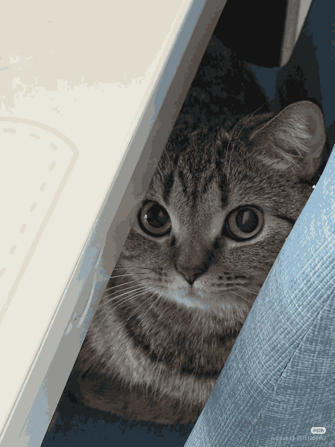 LurkingCat emote