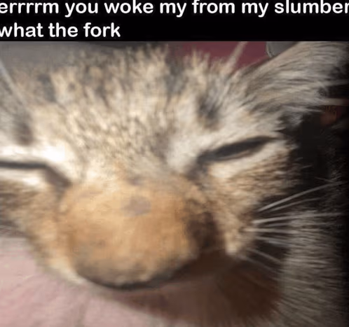 cat emote