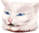 DGF_CatConfused emote