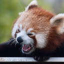 redpanda_scream emote