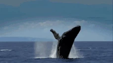 whale emote