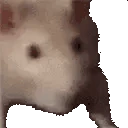 ratJAM emote