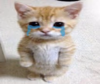cat_cry emote
