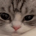 tilted emote
