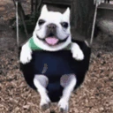 xd emote