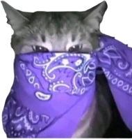 violet_bandana_cat emote