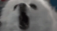 gabeTheDog emoji