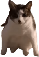 cat_stare emote