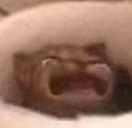 waaa emote