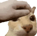 petdosecat emote