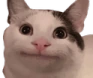 ollie_the_polite_cat emote