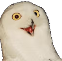 ORLY emote