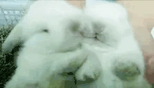 Cuddles emote