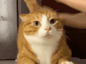 Masaj animated emote