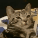 amassa animated emote