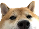 animal_shiba_lurk_peek emote