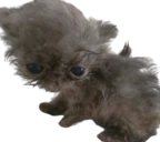 Larry emote