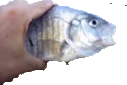 KillerFish emote