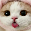yip emote