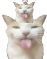 BLEHHHHH_Cat_Tower emote