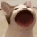 BLOPBLOP emote