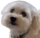 puppyNod emote
