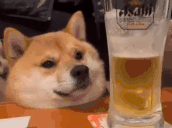 Pivo
