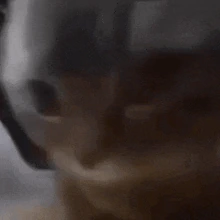 ChipiChipi_Cat emote