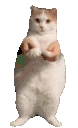 sillycatdance emote