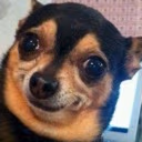 Dogwtf emoji