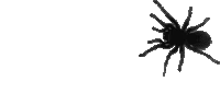 Spider_2 emote