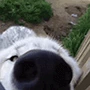 sniffy emote