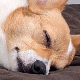 fox_sleep emote