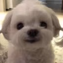 dog emote